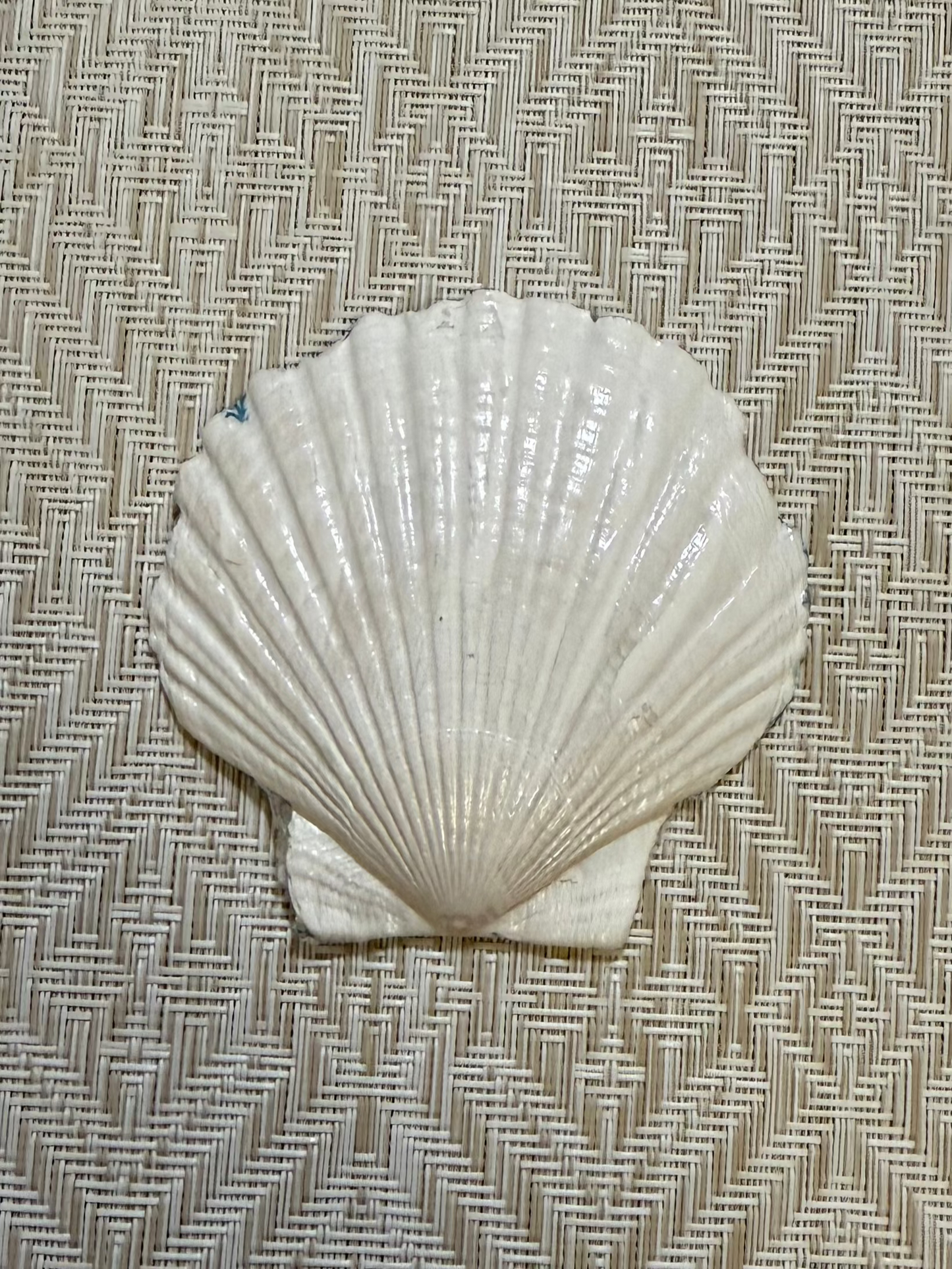 Seashell Trinket Dishes