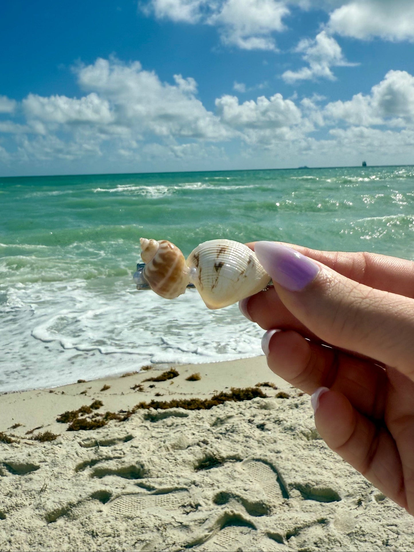 Hand holding a seashell hair clip with ocean and sky in the background
