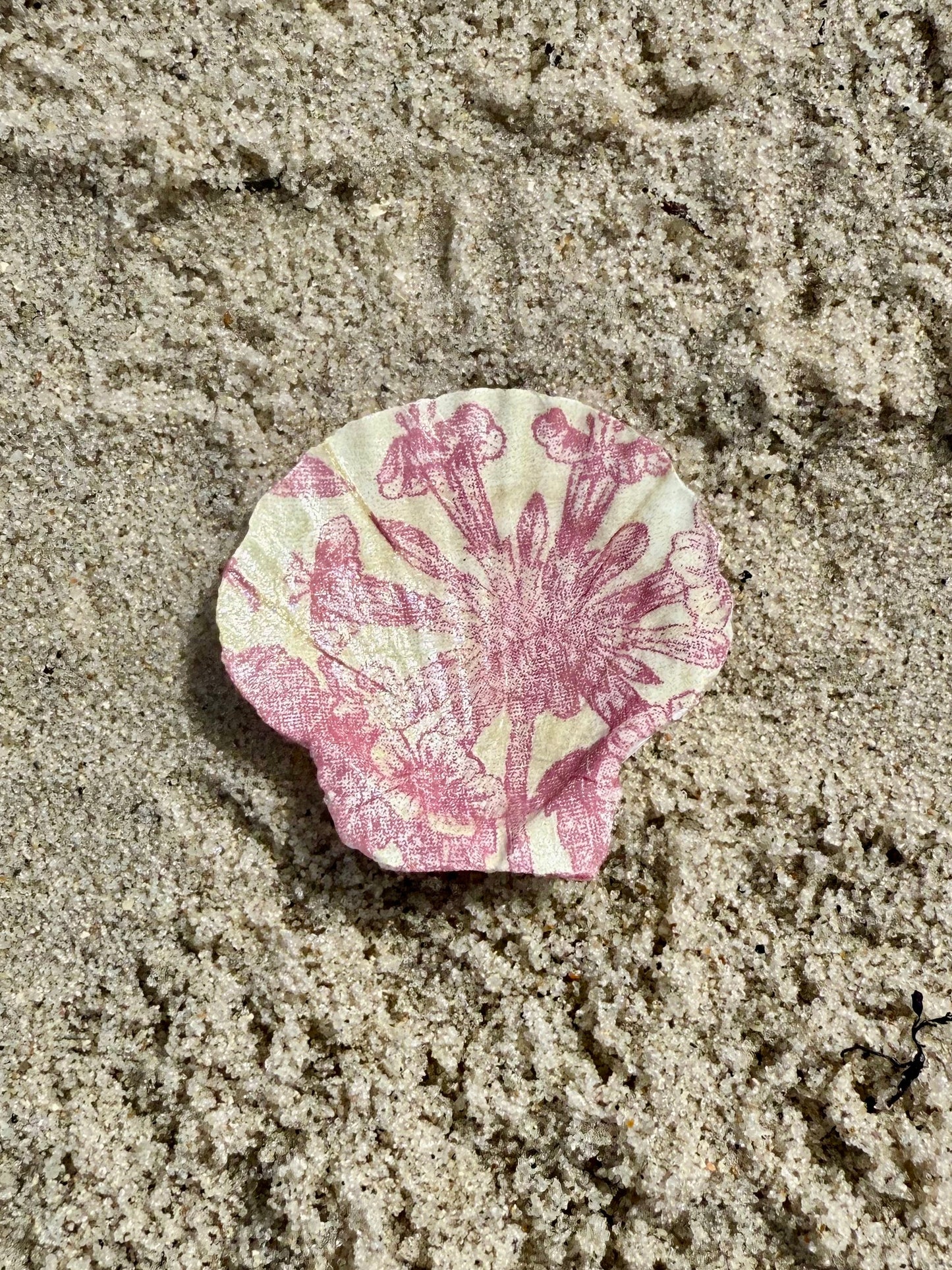 Pink and tan decorated seashell on the sand