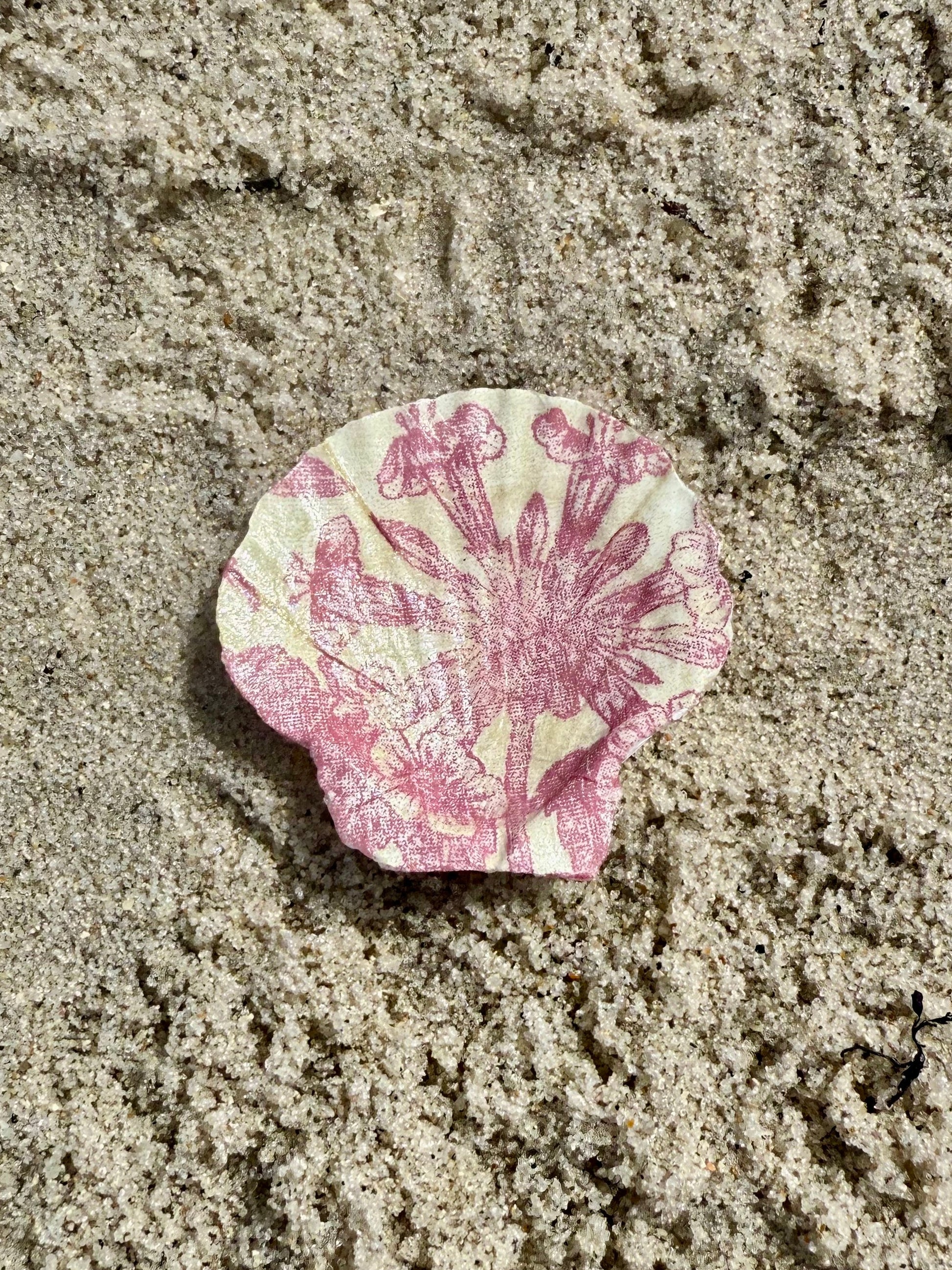 Pink and tan decorated seashell on the sand