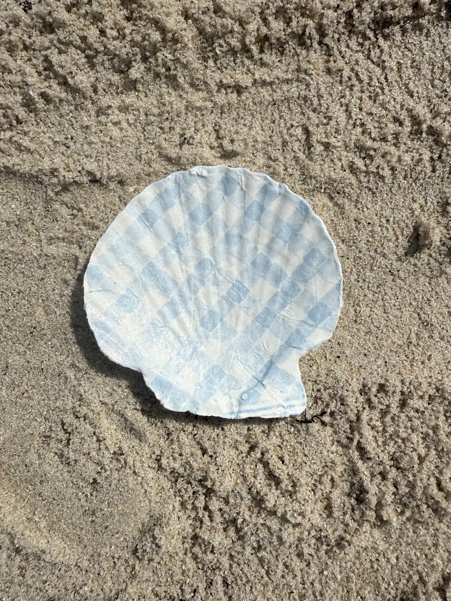 Seashell on a sandy beach