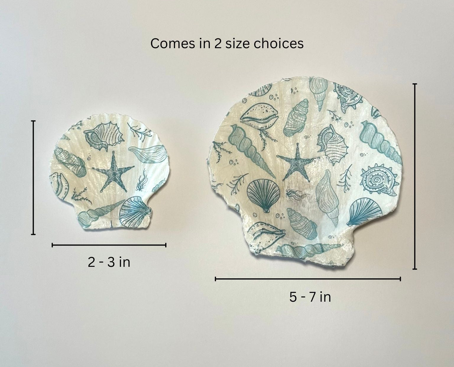 2 seashells showing size comparison and measurements