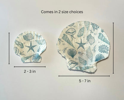 2 seashells showing size comparison and measurements